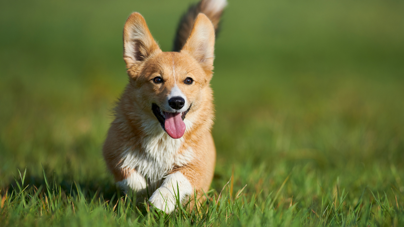 Happy, tan and white corgi running in a grassy field, tongue out.