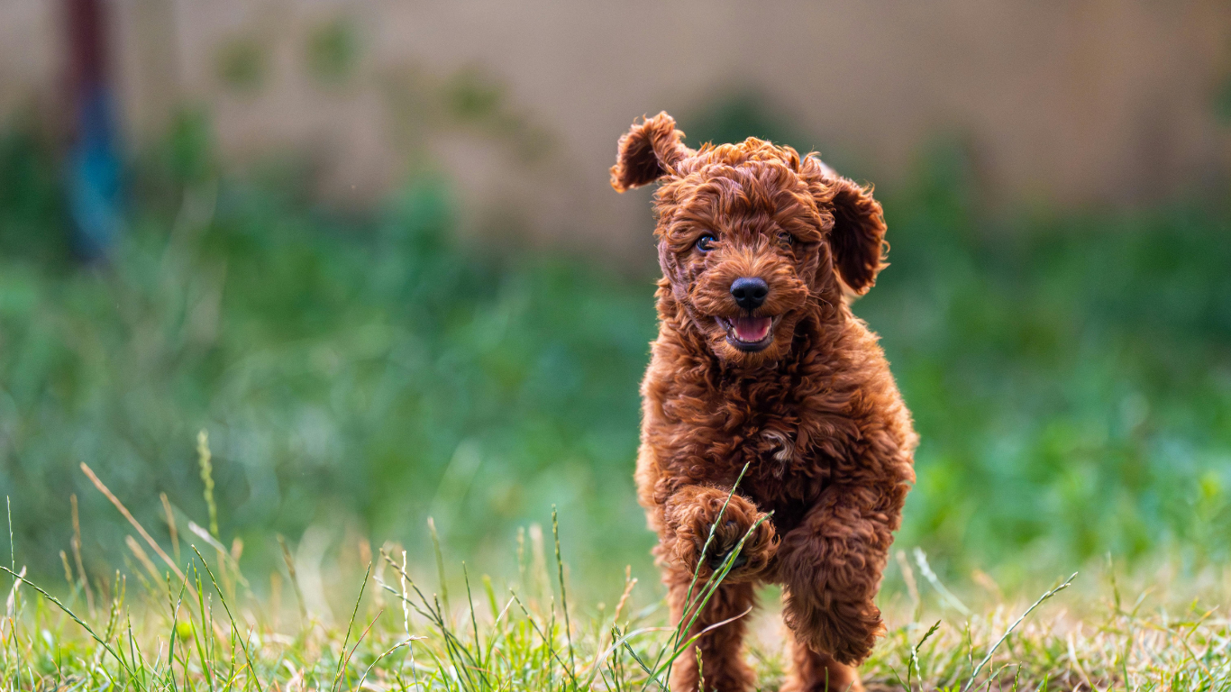 Brown poodle puppy running happily in grassy yard.
