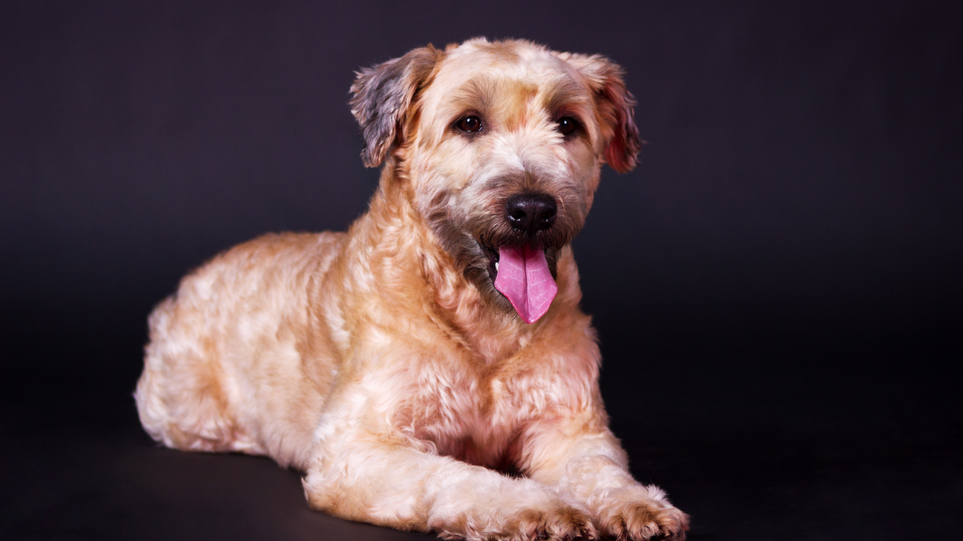 Tan Wheaten Terrier with pink tongue, lying down on a black background.