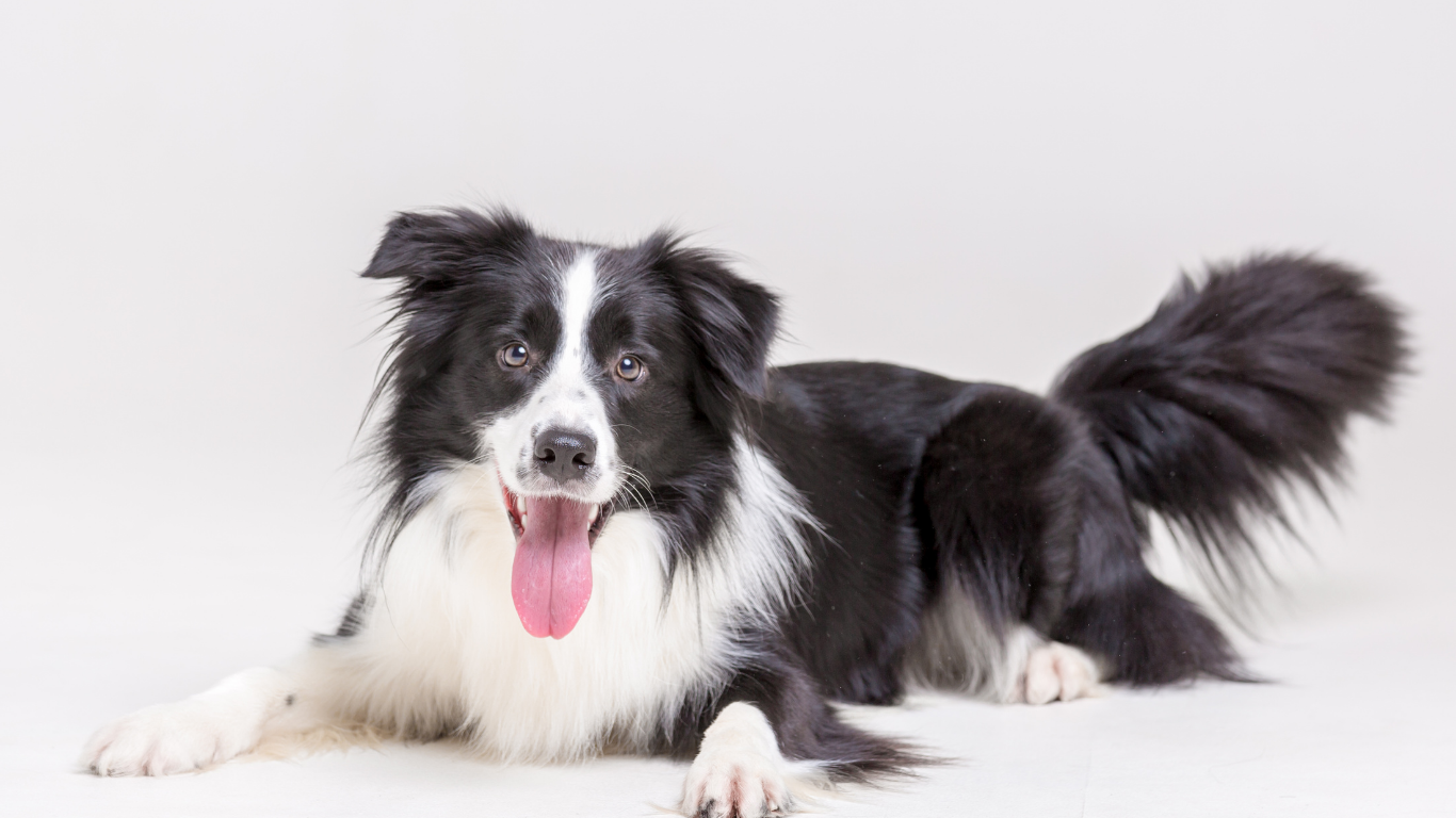 Black and white Border Collie dog lying down, panting, on a white background.