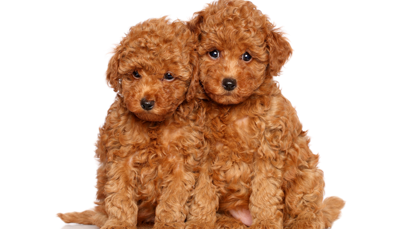 Two brown poodle puppies sit together, looking at the camera.