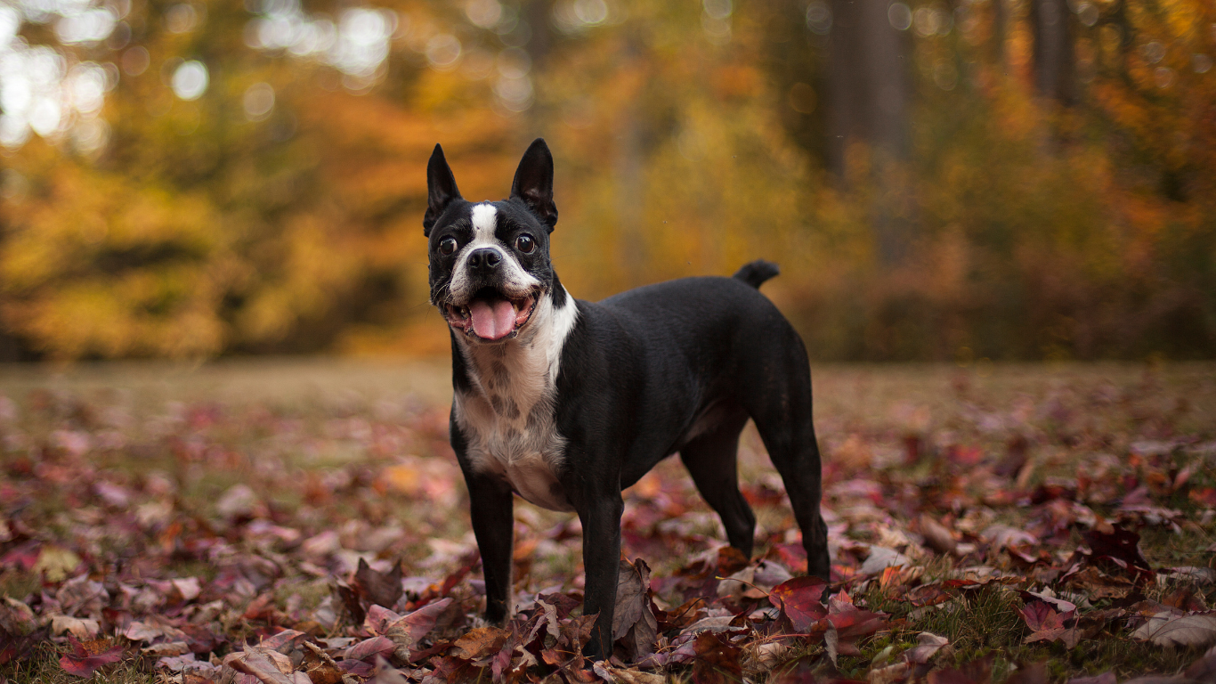 Boston Terrier dog standing in autumn leaves, smiling with tongue out. Black and white fur.