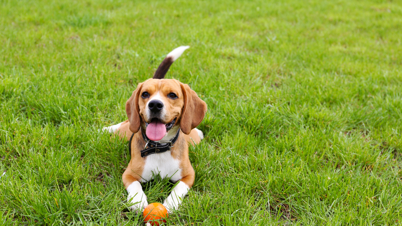 Beagle dog with brown, black, and white fur, lying on green grass with a small ball.
