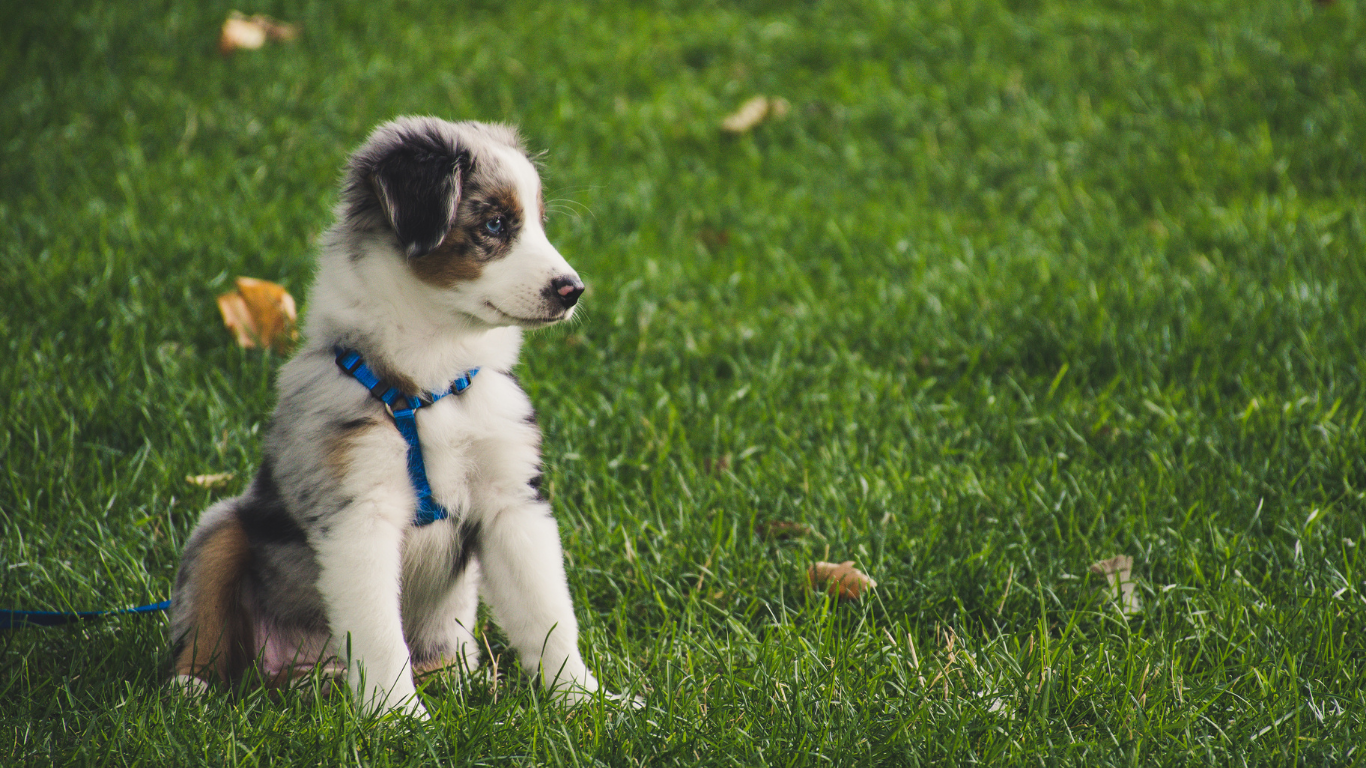Blue-eyed, tricolor puppy with blue harness sits in green grass, looking to the right.