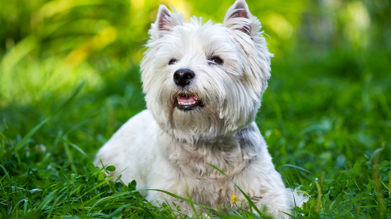 White West Highland White Terrier dog resting in green grass, smiling.