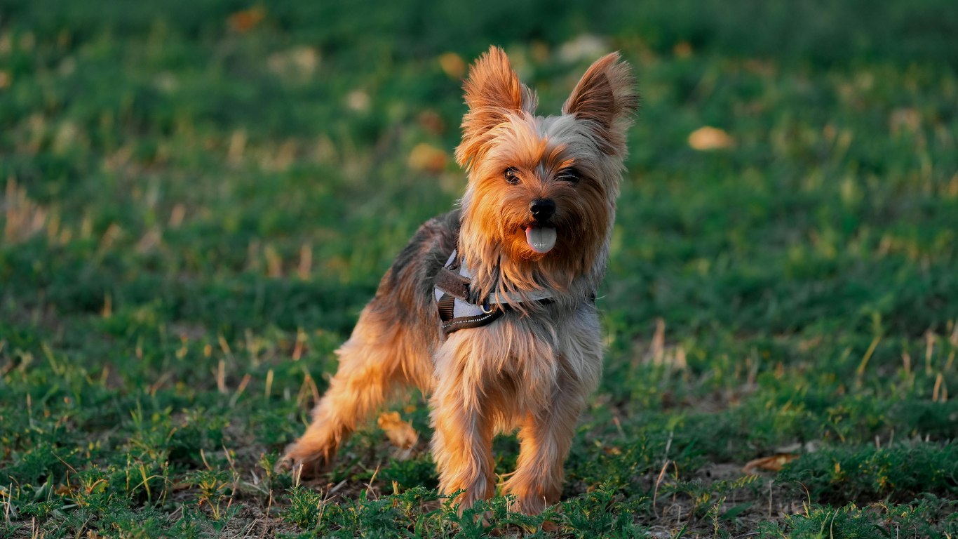 Yorkshire Terrier dog stands in grass, wearing a harness. Golden sunlight illuminates its fur, tongue out.
