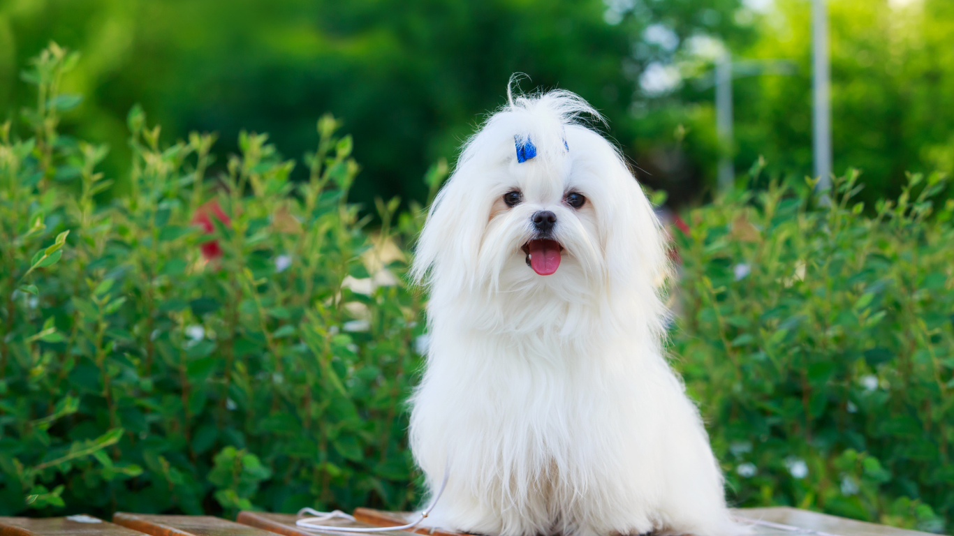 White Maltese dog with blue bow, sitting outdoors with green foliage in background.