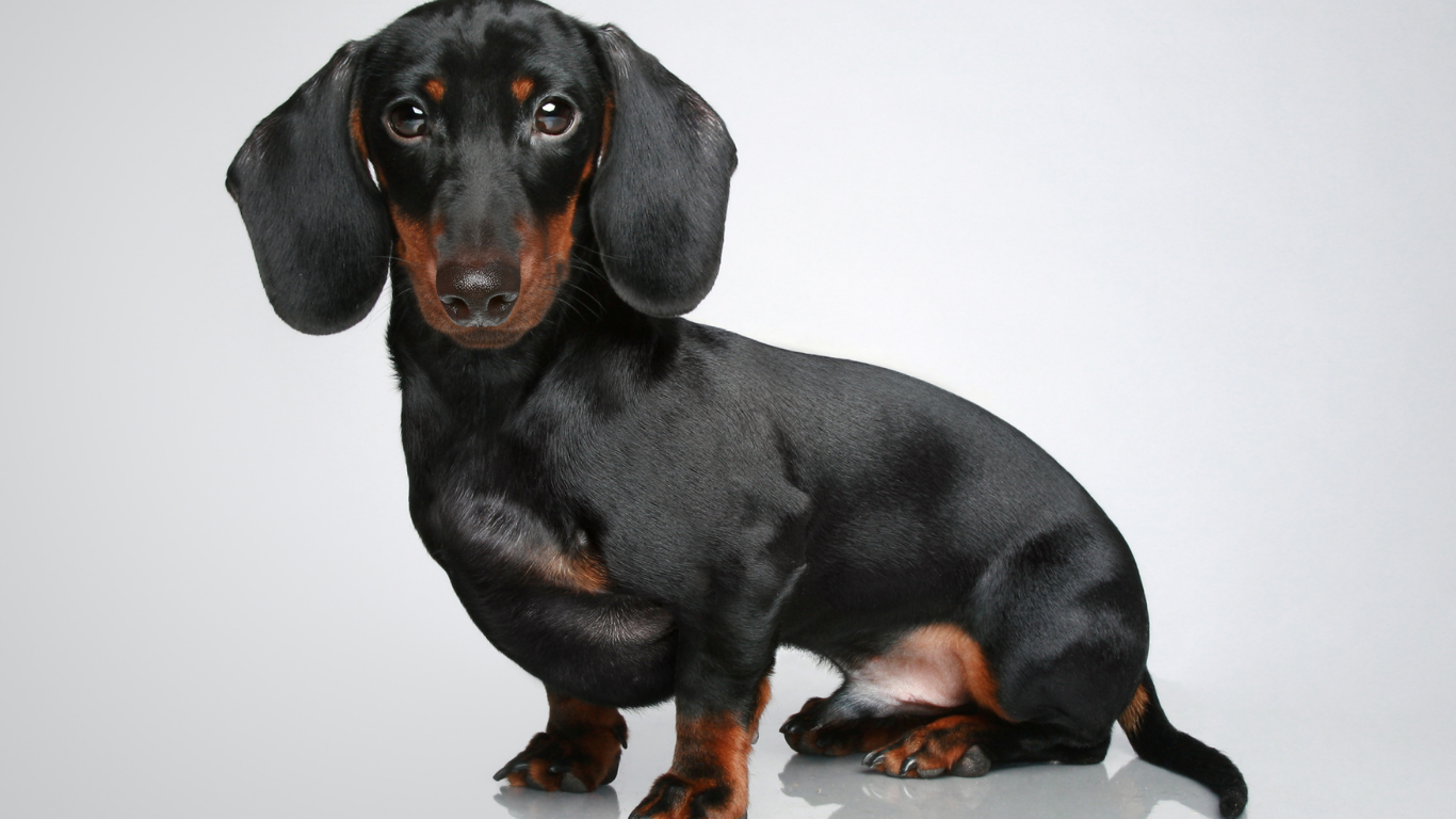 Black and brown dachshund sitting, looking at the camera.