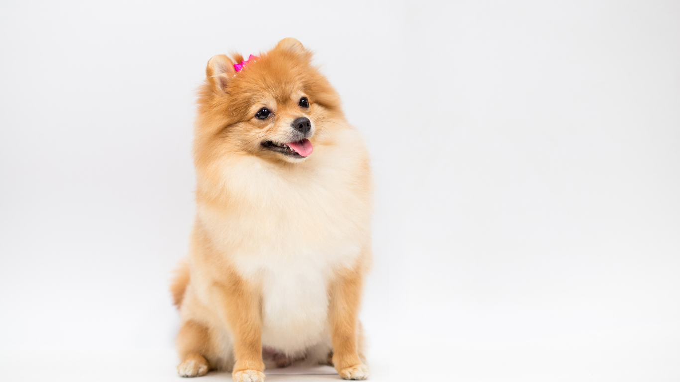 Pomeranian dog with tan and cream fur, pink bow, sitting on a white background, looking right.