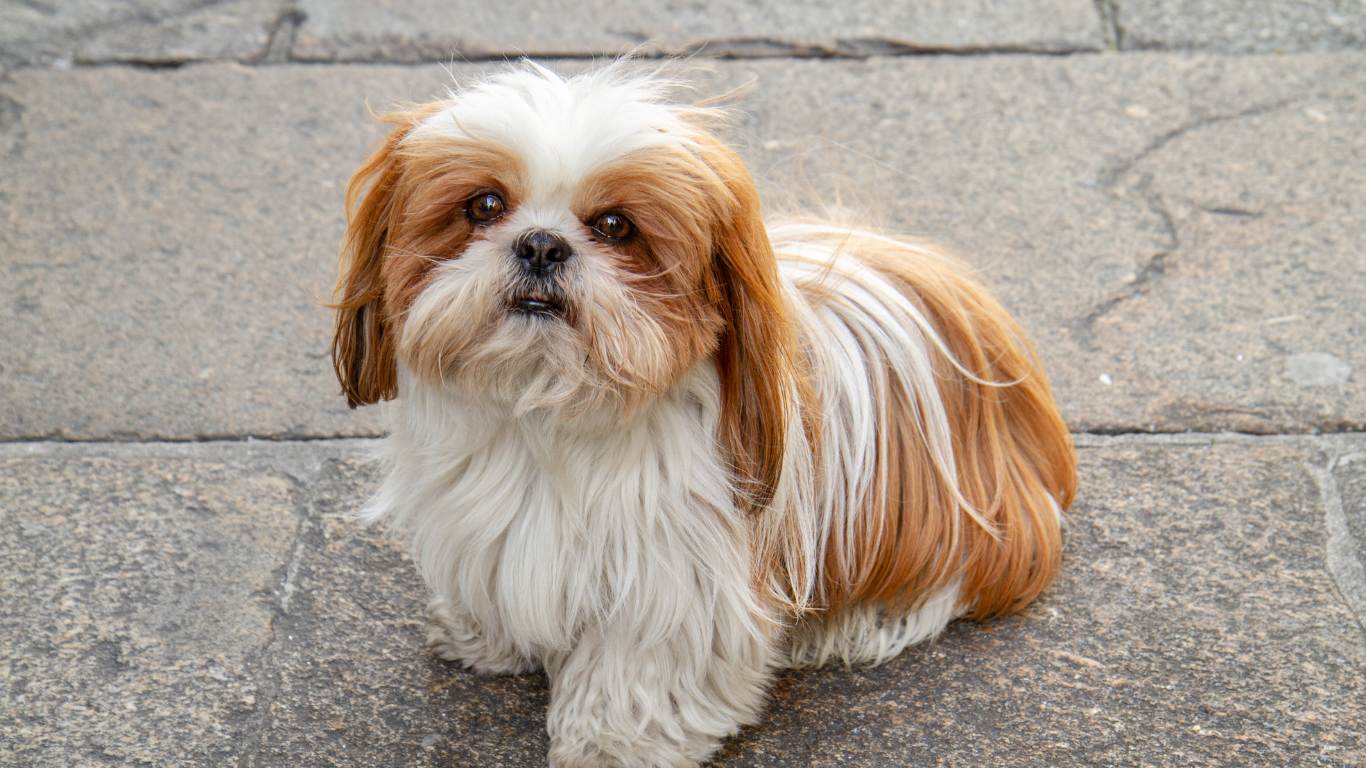 A brown dog wearing a tie dye bandana is sitting on a grooming table.