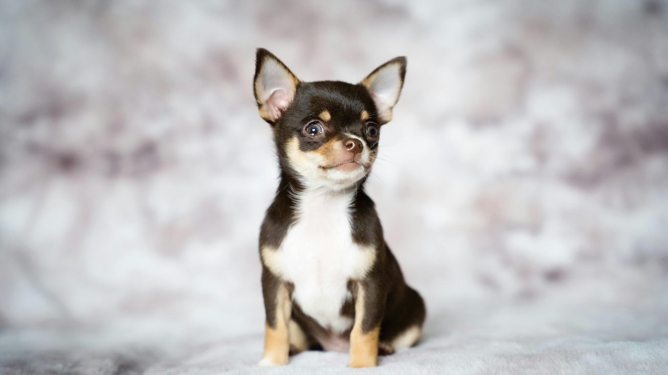 Brown and white Chihuahua puppy sitting, facing right, with attentive expression.