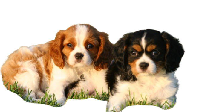 A small dog is taking a bath in a wooden bucket.