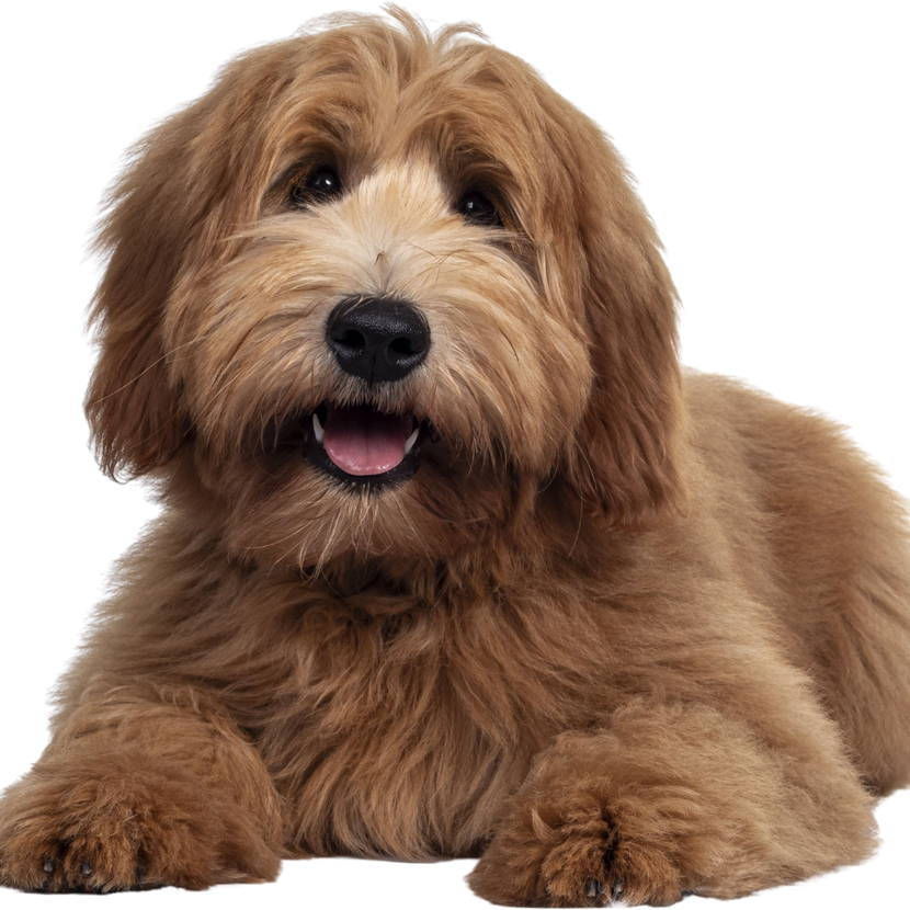 A small dog is taking a bath in a wooden bucket.