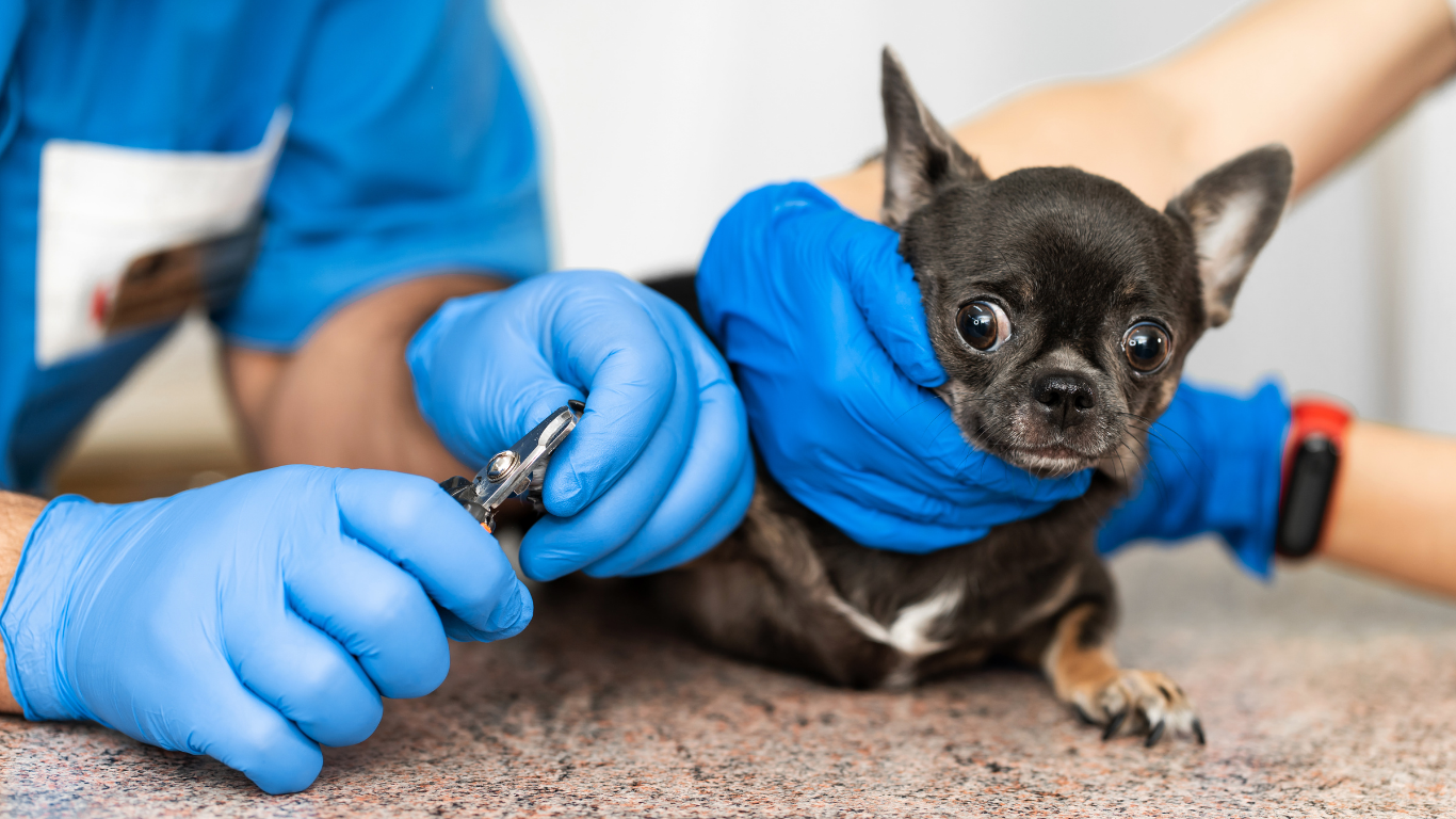 A brown dog wearing a tie dye bandana is sitting on a grooming table.