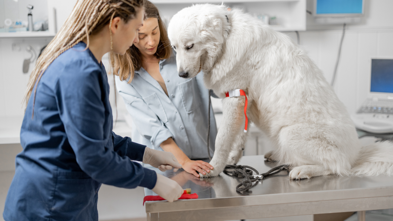 A black and white poodle wearing a pink collar