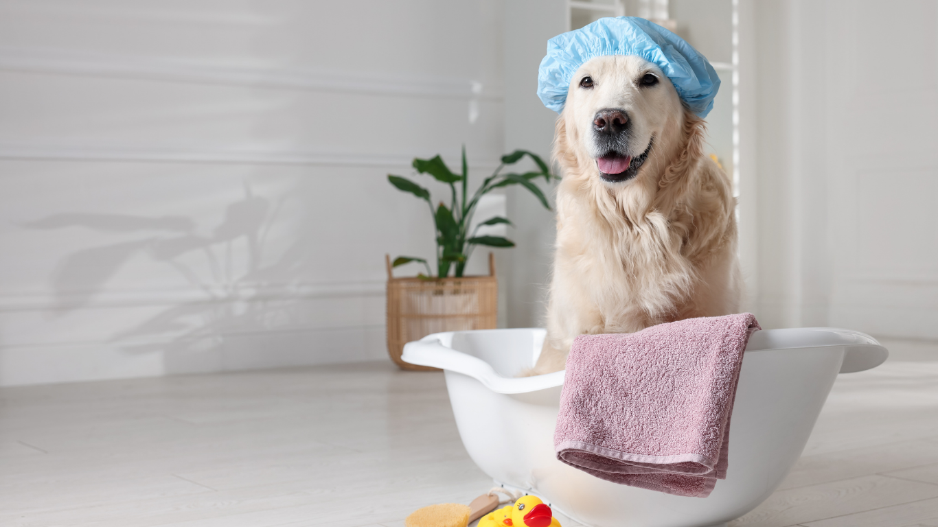 A black and white poodle wearing a pink collar