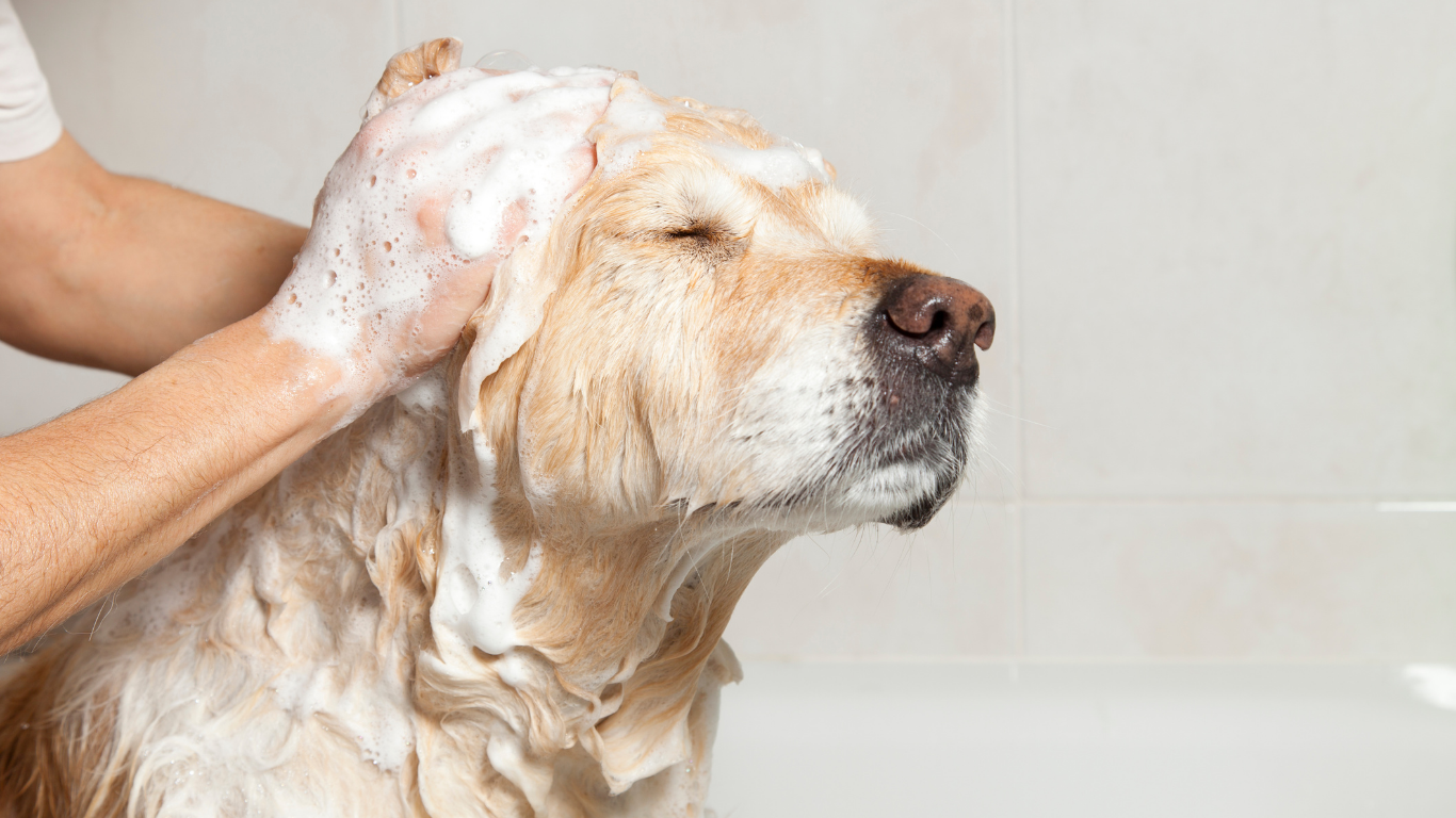 A brown dog wearing a tie dye bandana is sitting on a grooming table.
