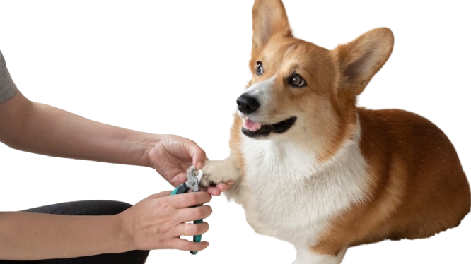 A small dog is taking a bath in a wooden bucket.