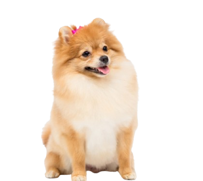 A small dog is taking a bath in a wooden bucket.