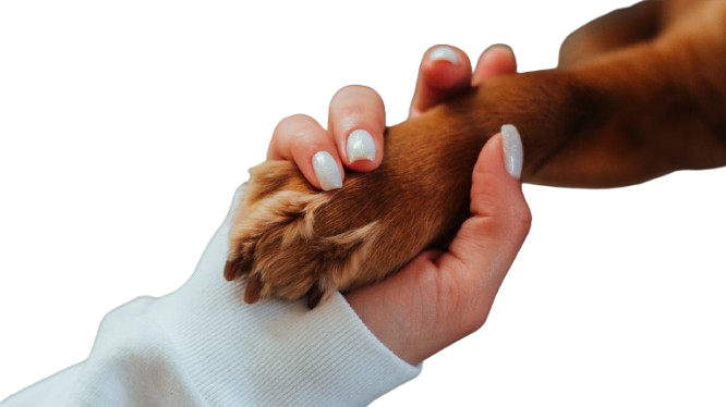 A small dog is taking a bath in a wooden bucket.