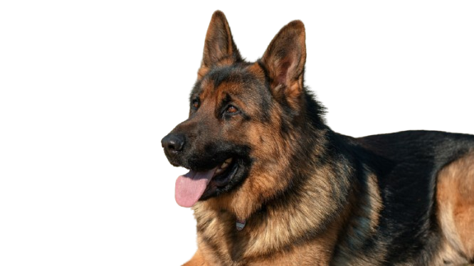 A small dog is taking a bath in a wooden bucket.