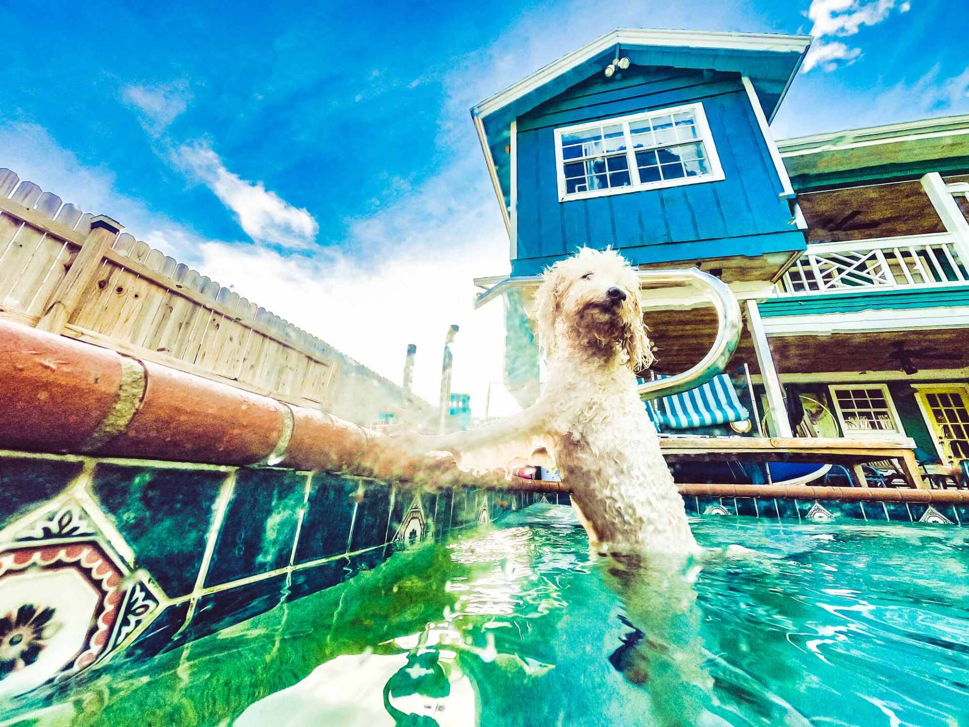 Doggy Pool Rental — Dayton, OH — Flyer's Paw Zone