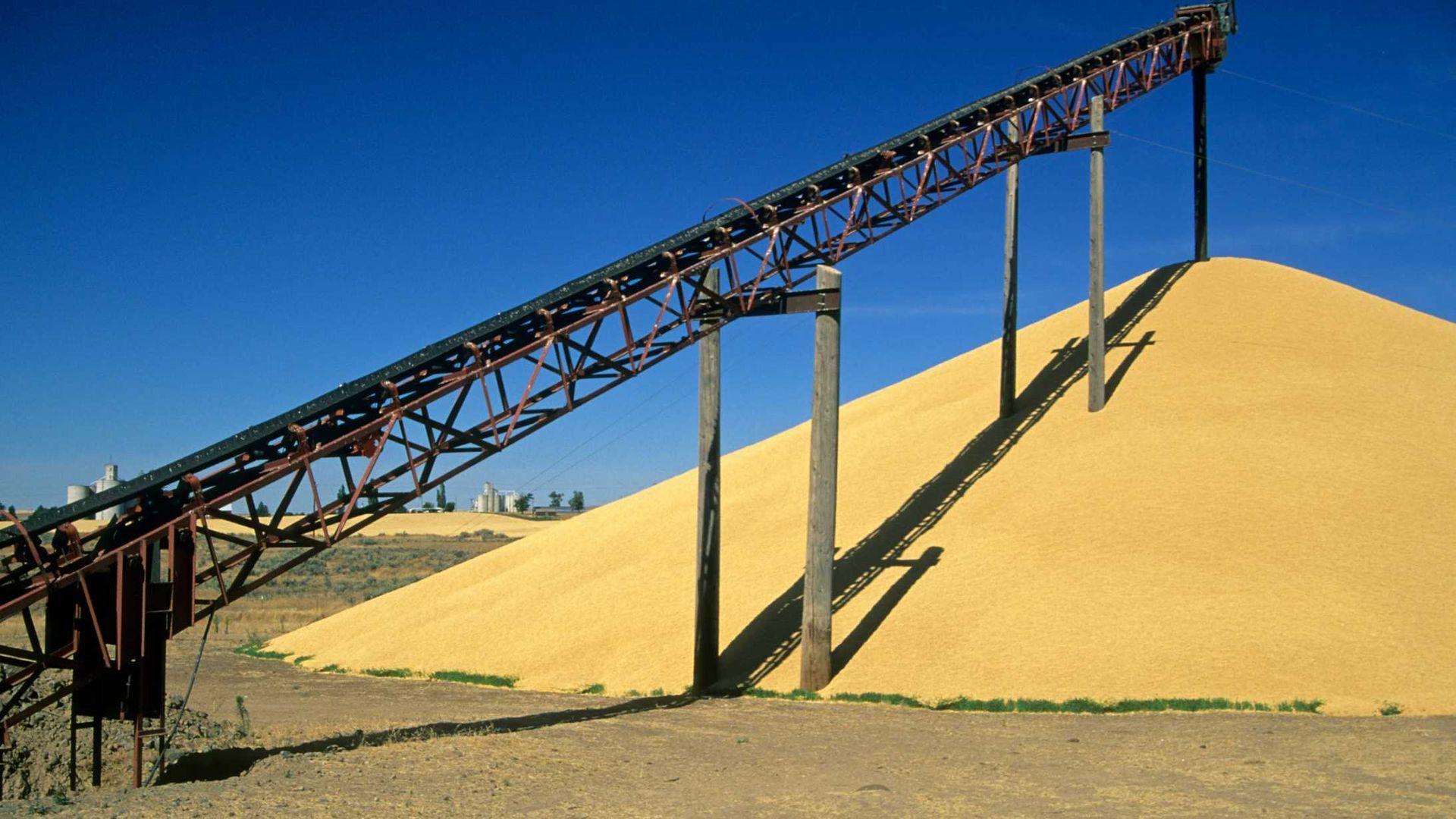 A conveyor belt is carrying a large pile of grain