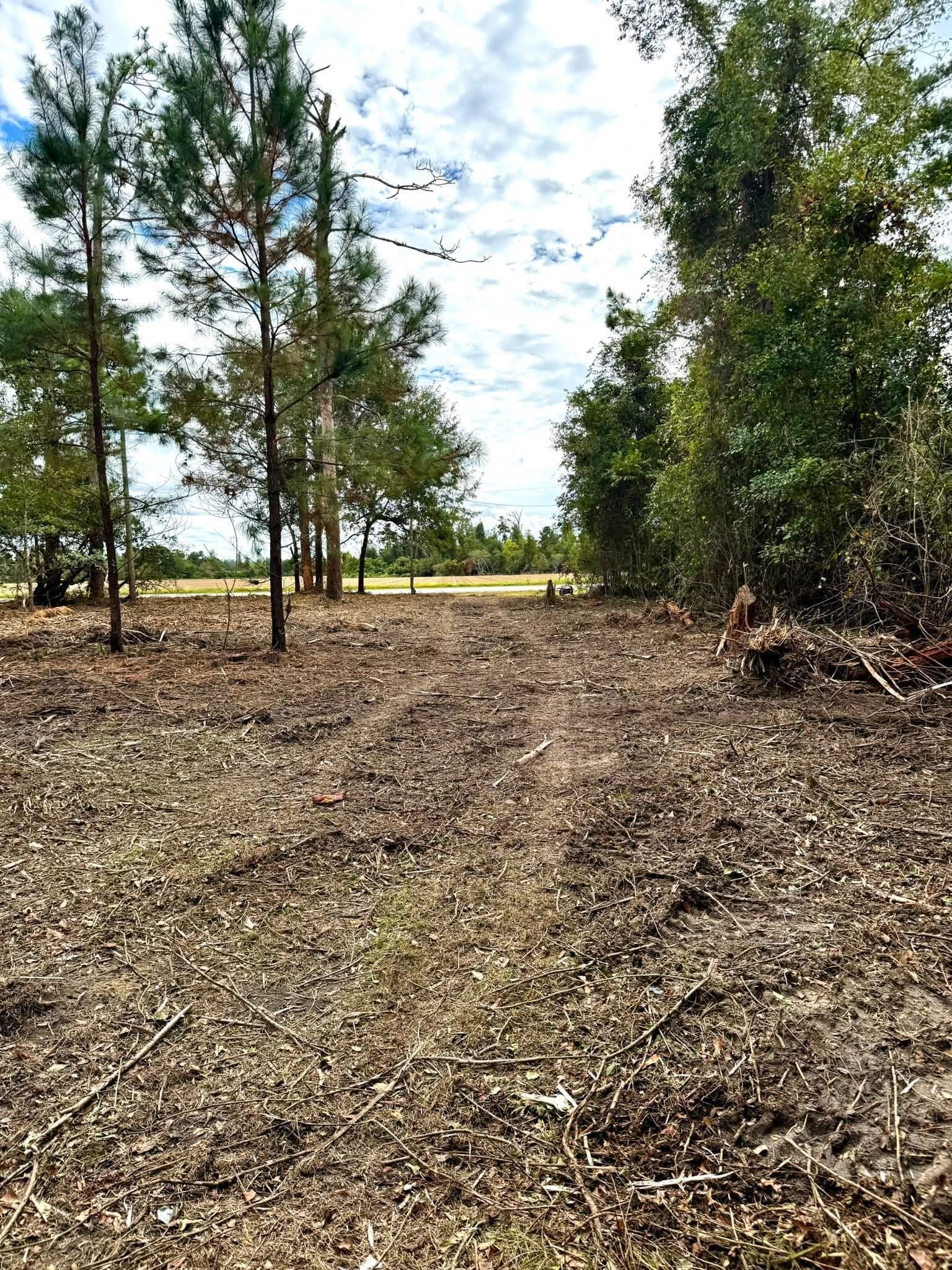 A path through a clearing of dark brown pine needles and twigs, flanked by tall pine and leafy green trees under a blue sky.