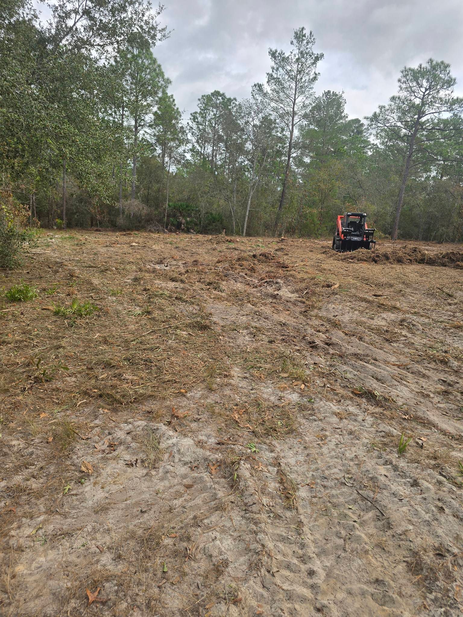 A tractor works in a cleared, sandy area of land in front of a dense pine forest under a cloudy sky.