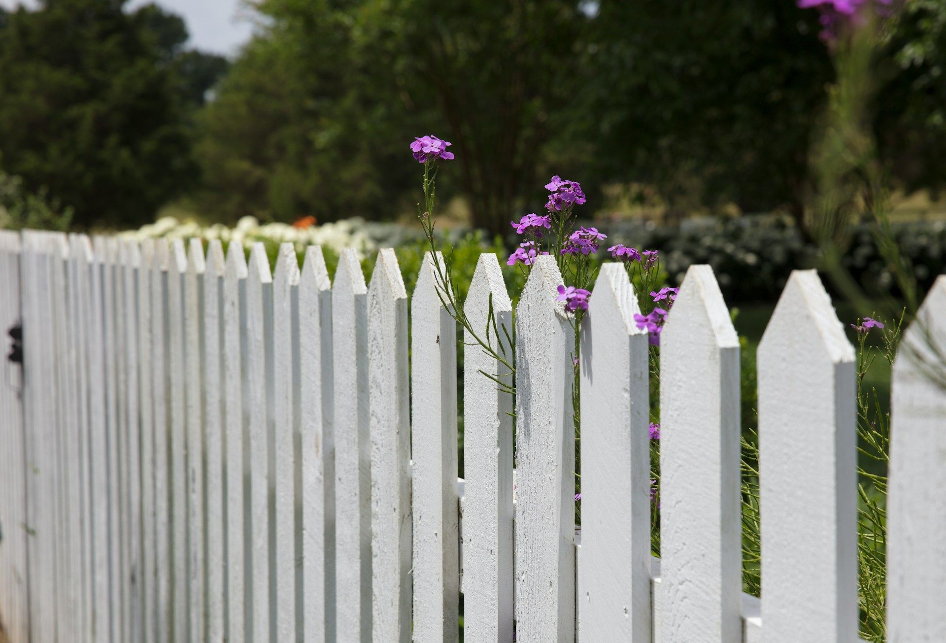 White picket fence with purple flowers in front of a blurred green background.