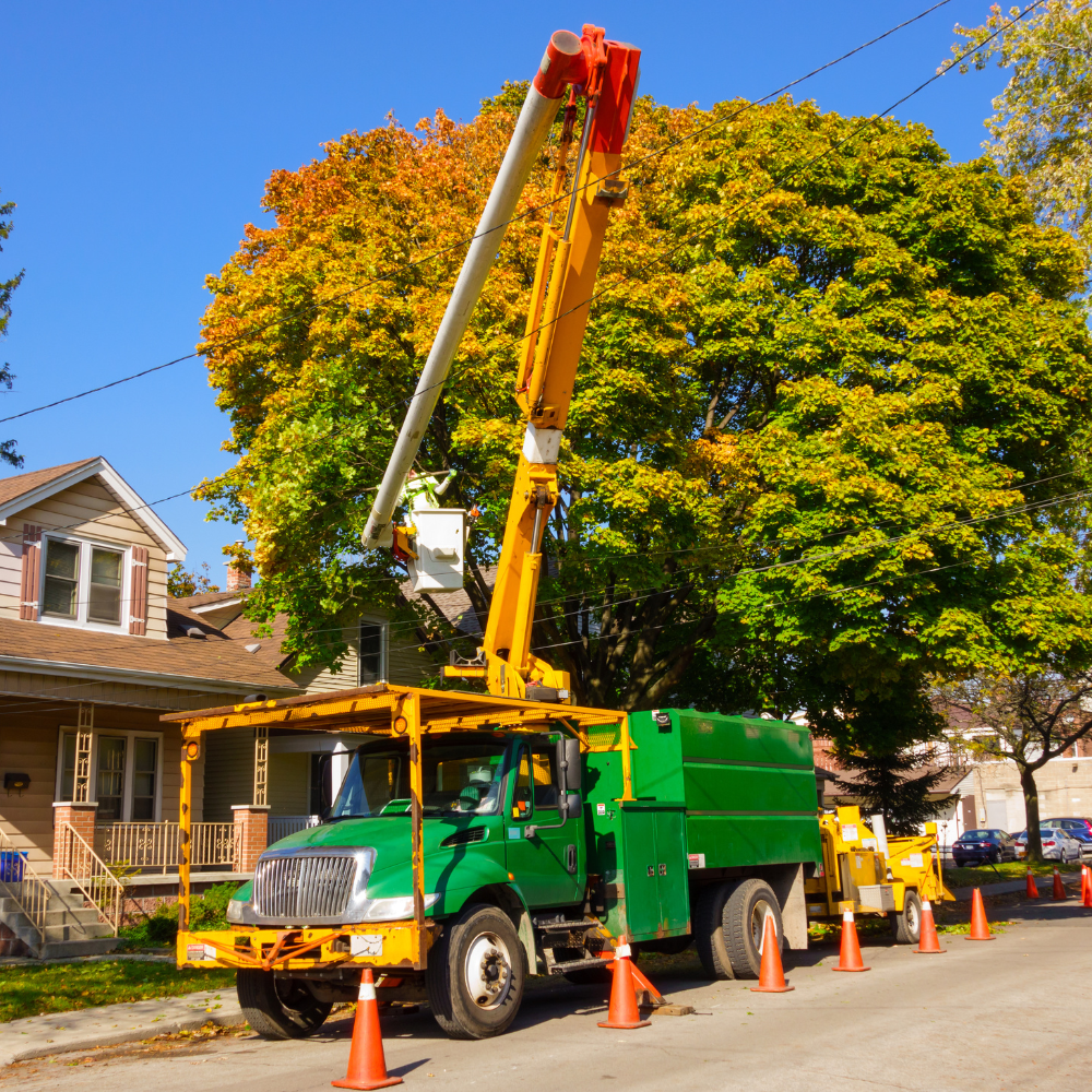 Green tree trimming truck with extended arm, orange safety cones, and a large tree with colorful leaves.