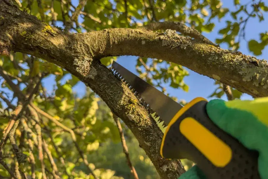 Saw cutting a tree branch outdoors, close-up. Green-gloved hand holds saw with yellow and black handle.