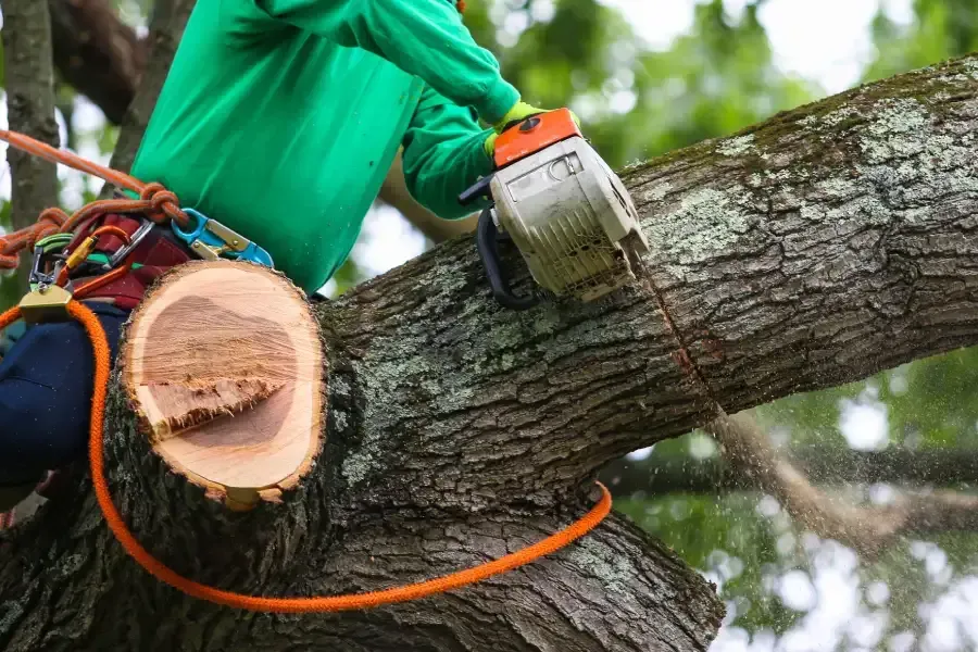 Person in green shirt using a chainsaw to cut a tree branch, secured by safety ropes.