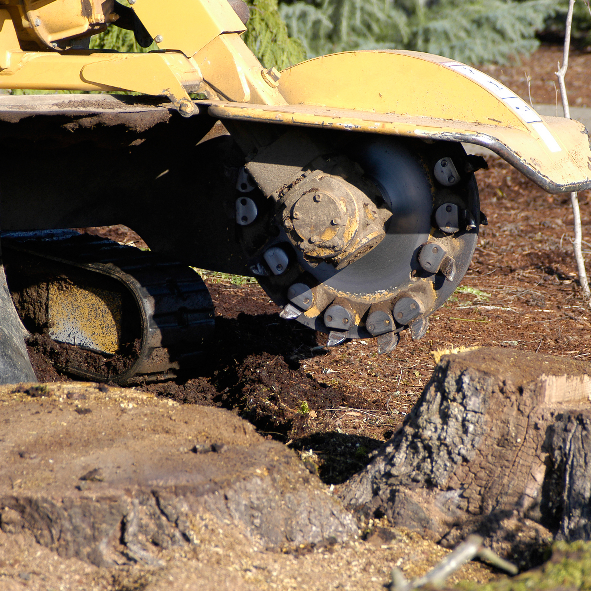 Yellow stump grinder removing a tree stump in a yard.