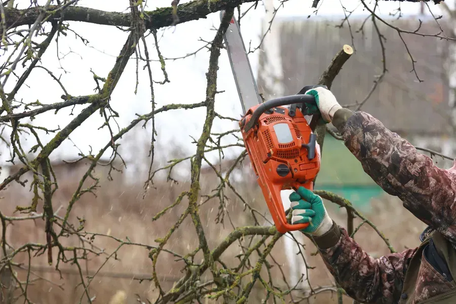 Person using an orange chainsaw to cut branches of a bare tree outdoors.