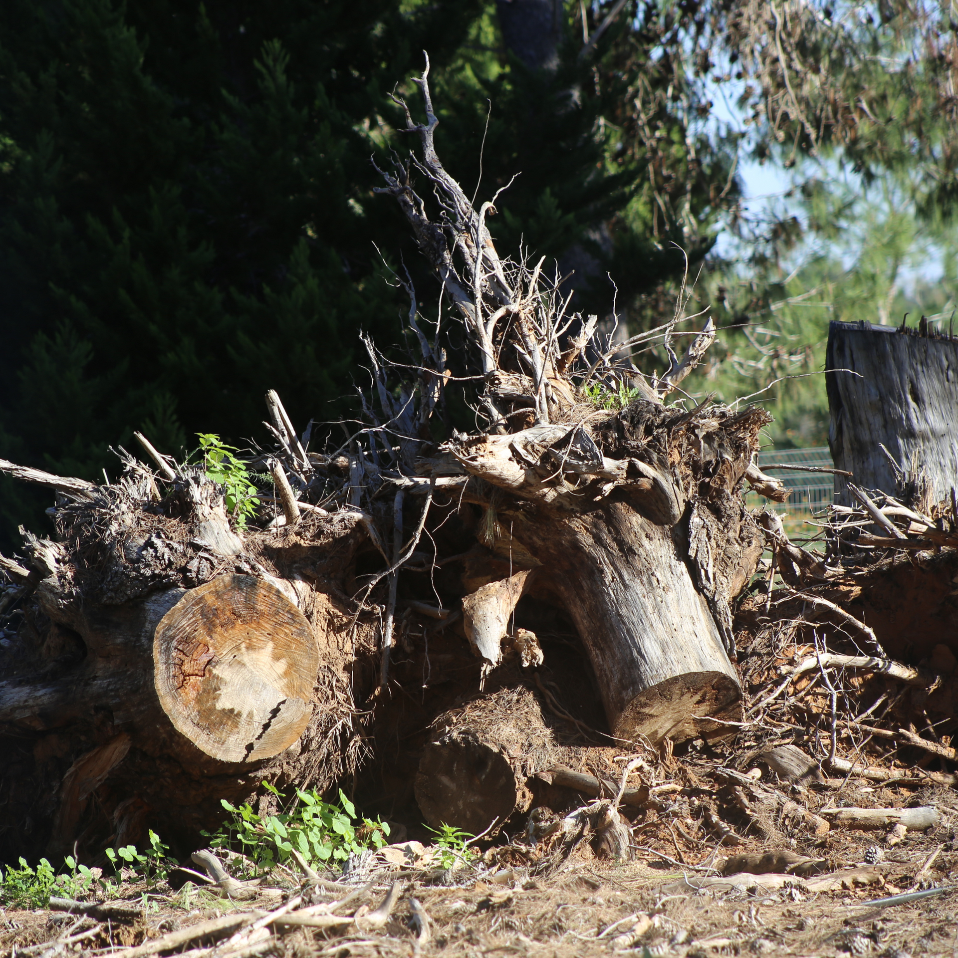 Uprooted tree stump with exposed roots and cut logs, surrounded by earth and dry branches.