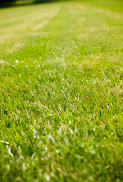 A close up of a lush green field of grass.