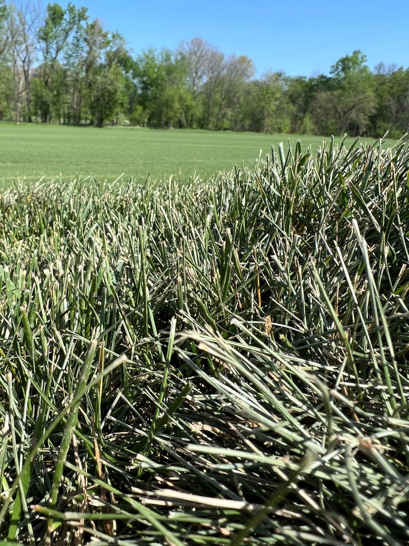 A field of tall grass with trees in the background.