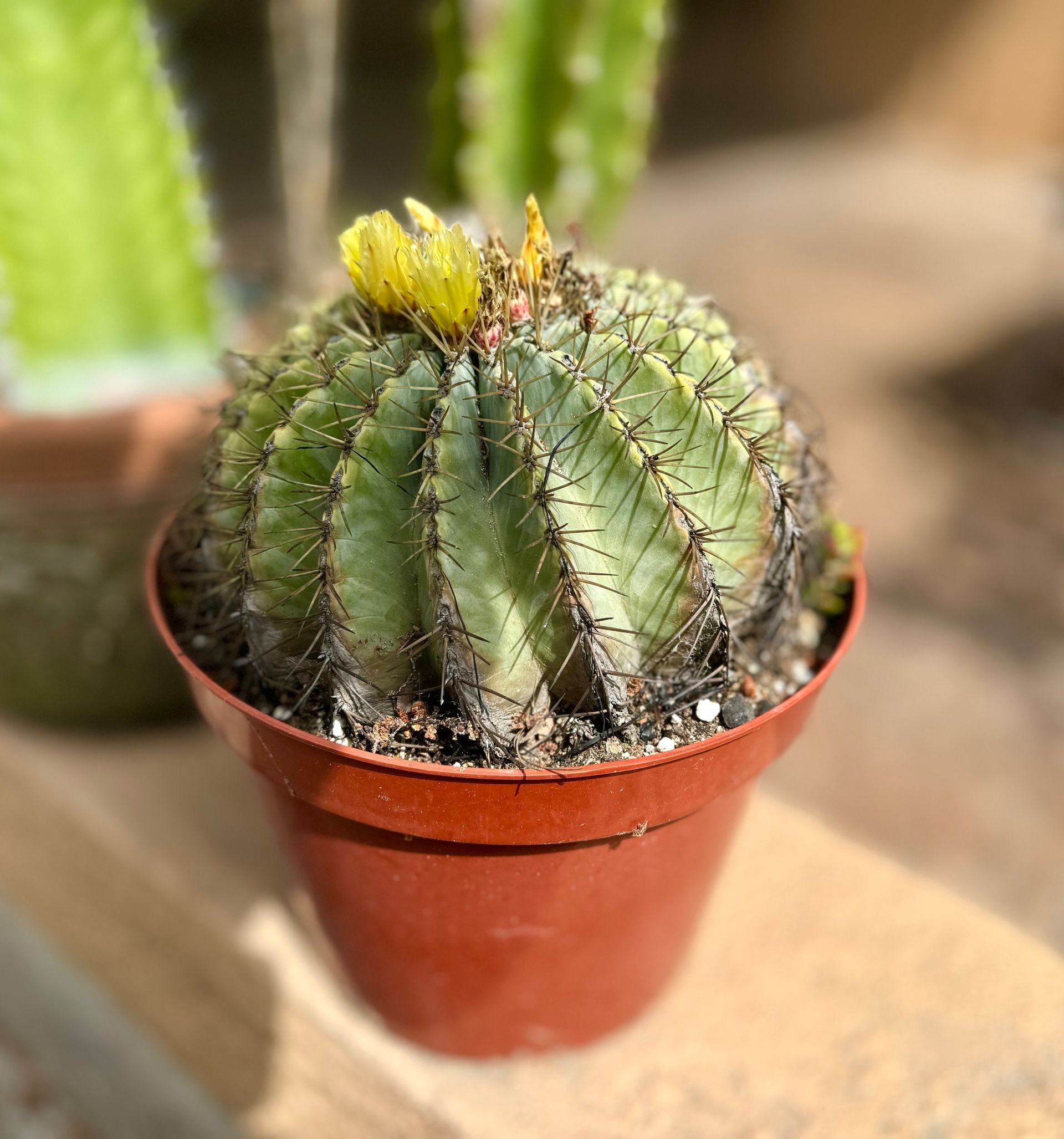 A small cactus in a brown pot is sitting on a wooden table.