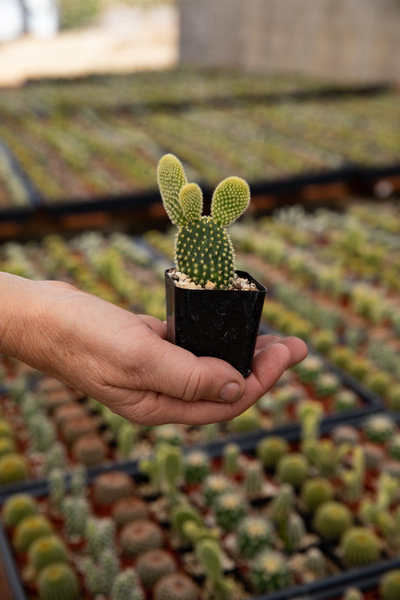 A person is holding a small cactus in their hand in a greenhouse.