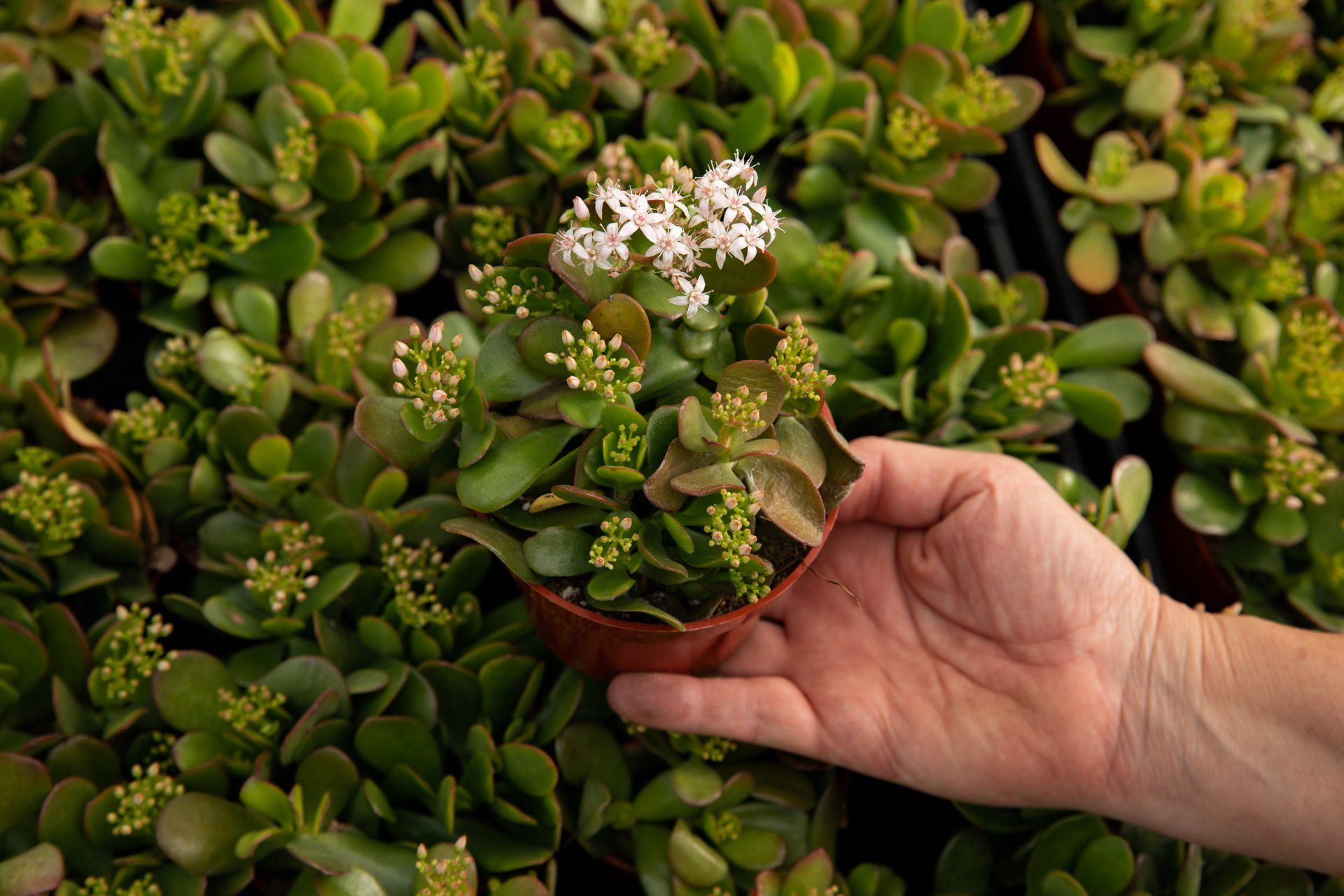 A person is holding a small potted plant with white flowers.