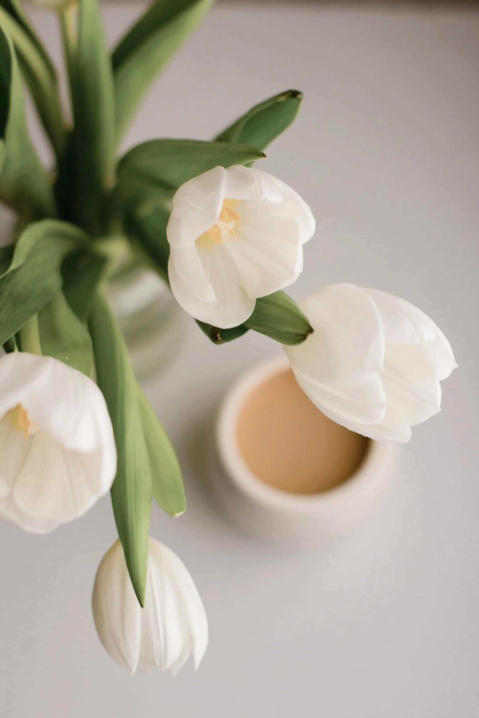 White tulips in a vase on a light background