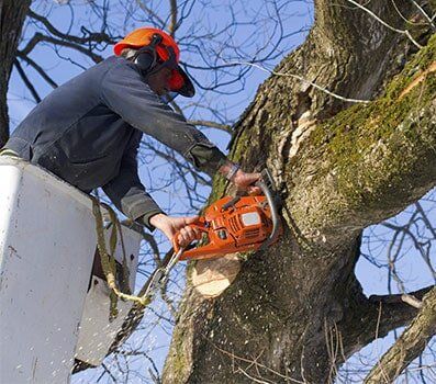 landscaping tree removal