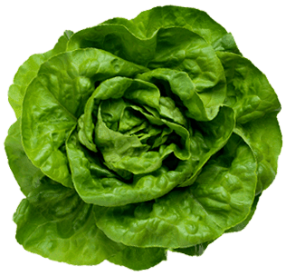 A close up of a green lettuce on a white background