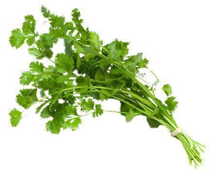 A bunch of cilantro is tied together with a rubber band on a white background.
