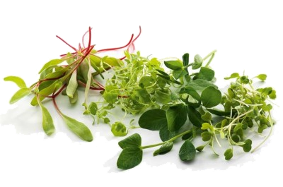 Micro Greens