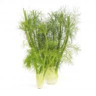A bunch of fennel on a white background.