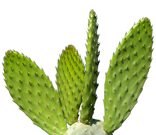 A close up of a green cactus on a white background