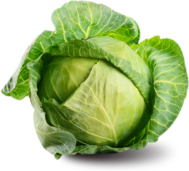 A close up of a green cabbage on a white background