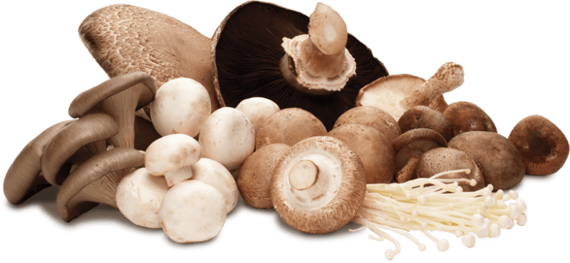 A pile of different types of mushrooms on a white background